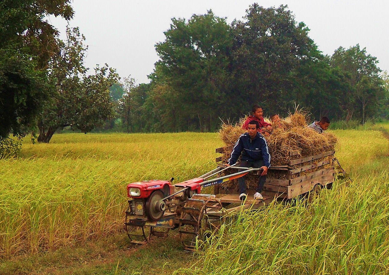 Harvesting at Non Ngam village, Pathum Ratchawongsa District