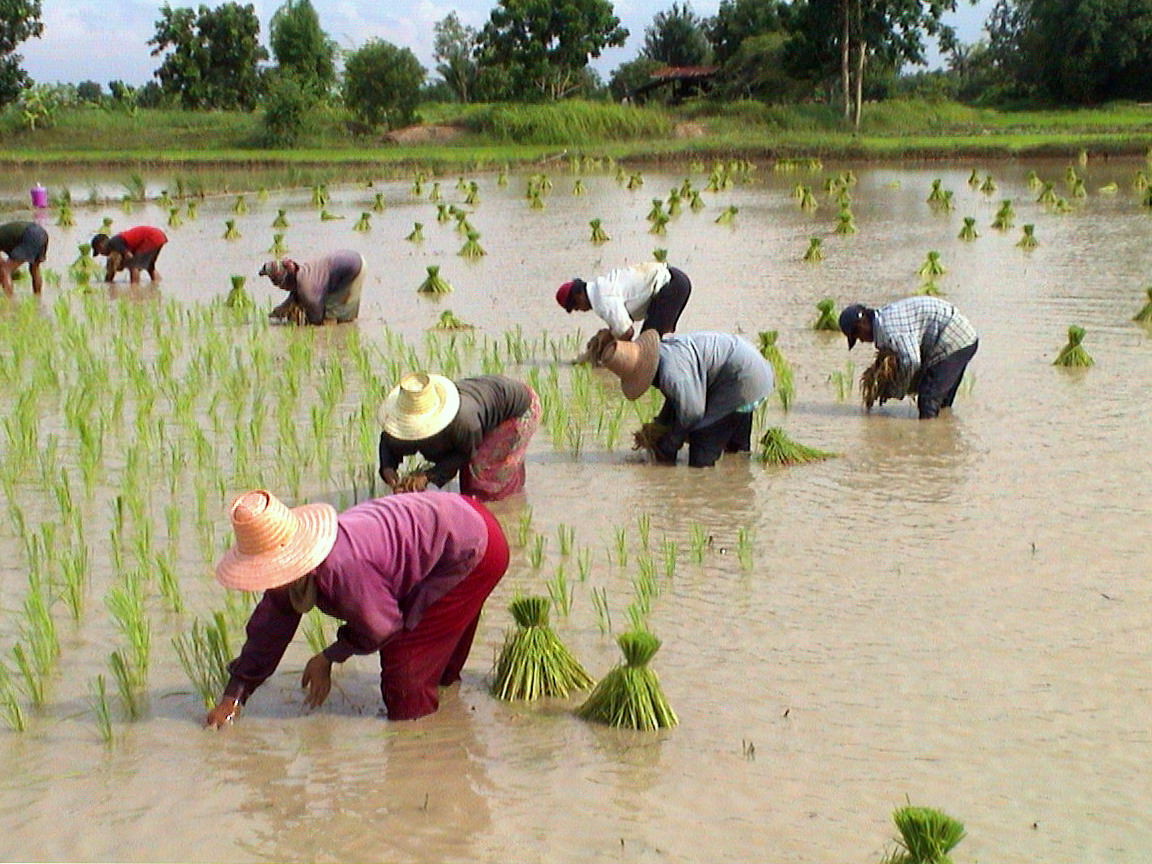 Rice, Chaiyaphum province