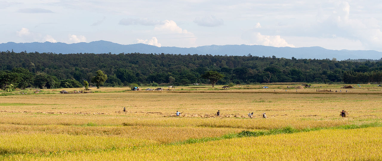 Rice harvest in Wang Nuea District with the mountains of the Phi Pan Nam Range…