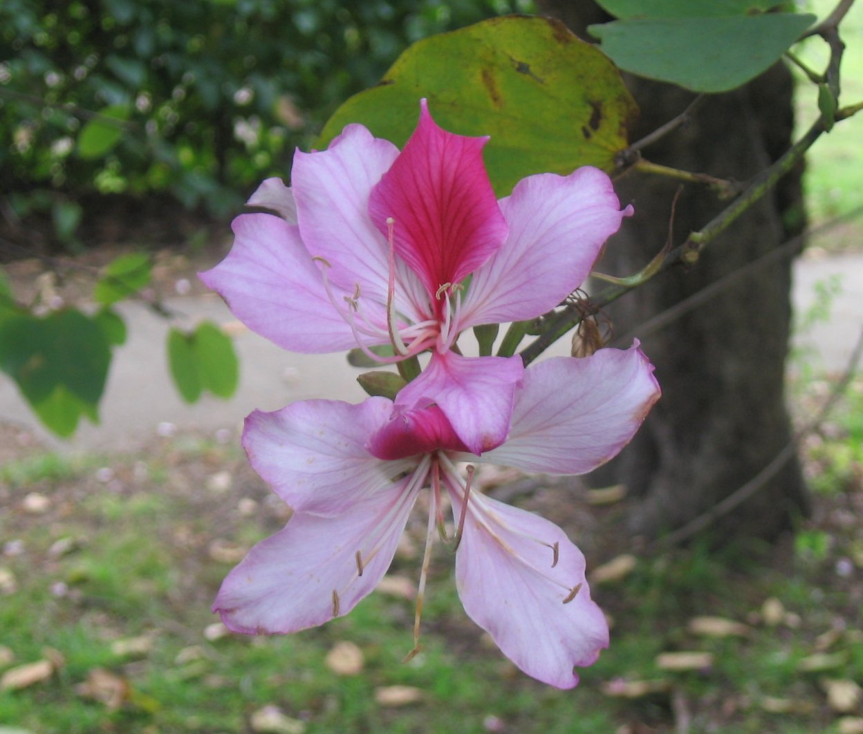 Orchid Tree flower