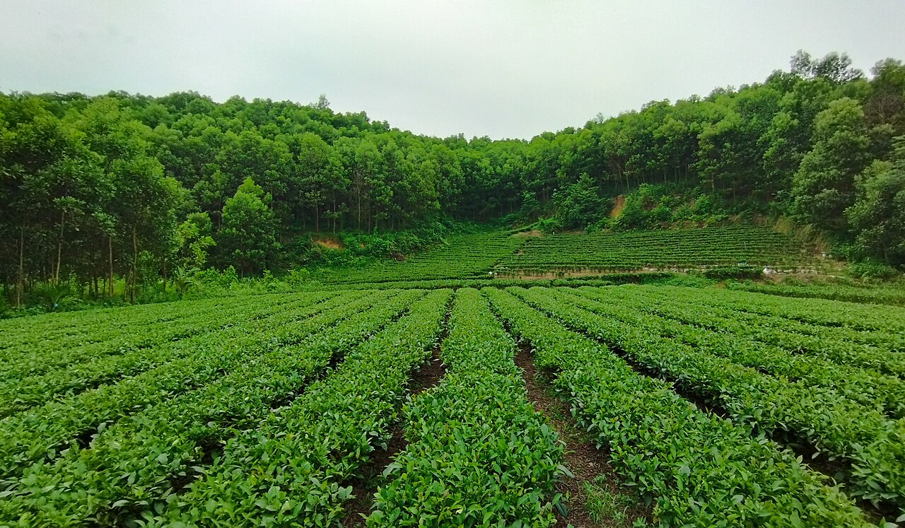 バーン・ラック・タイの高地茶