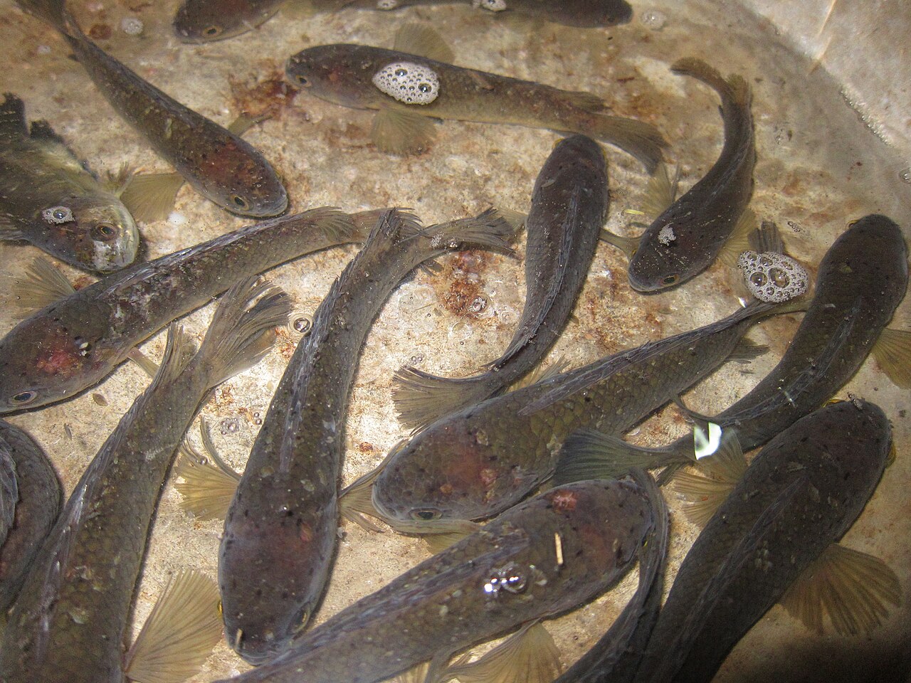 メーラーの雷魚